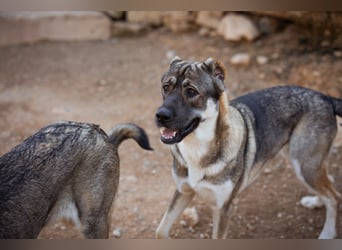 LOTTIE❤️HSH-Mix-Hündin: eine wahre Frohnatur und treue Begleiterin