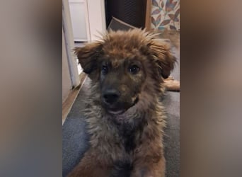 CEDRIC❤️Familienhund mit Kuschelgarantie