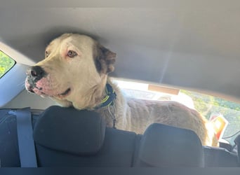 HSH-Mix ♥ Nelica ♥ großer Schatz auf 4 Pfoten