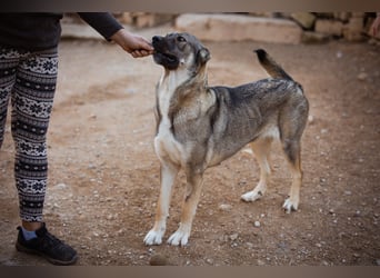 HSH-Mix LILY❤️sanfte, liebe Frohnatur sucht ein großes Zuhause