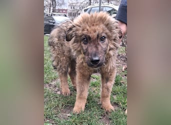 CEDRIC❤️Familienhund mit Kuschelgarantie