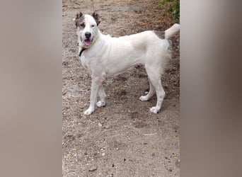 HSH-Mix ♥ Nelica ♥ großer Schatz auf 4 Pfoten