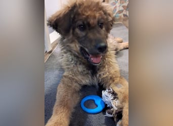 CEDRIC❤️Familienhund mit Kuschelgarantie