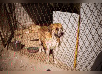 Notfellhündin Honey sucht dringend ihre PS/ES