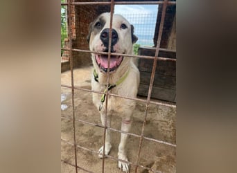 HSH-Mix ♥ Nelica ♥ großer Schatz auf 4 Pfoten