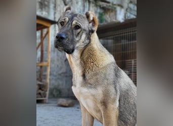 HSH-Mix LILY❤️sanfte, liebe Frohnatur sucht ein großes Zuhause