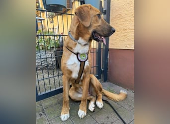 HSH-Mix-Lady ♥Suvi♥ wartet bereits in 63911 Klingenberg/Main