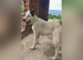 HSH-Mix ♥ Nelica ♥ großer Schatz auf 4 Pfoten