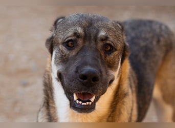 LOTTIE❤️HSH-Mix-Hündin: eine wahre Frohnatur und treue Begleiterin