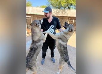 LOTTIE❤️HSH-Mix-Hündin: eine wahre Frohnatur und treue Begleiterin