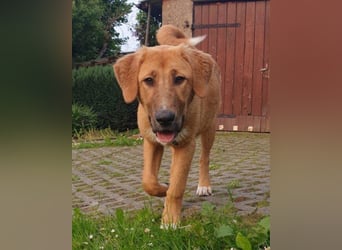 HSH-Mix-Lady ♥Suvi♥ wartet bereits in 63911 Klingenberg/Main