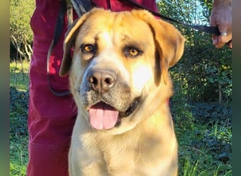 Notfellhündin Honey sucht dringend ihre PS/ES