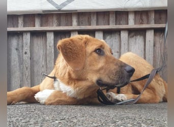 HSH-Mix-Lady ♥Suvi♥ wartet bereits in 63911 Klingenberg/Main