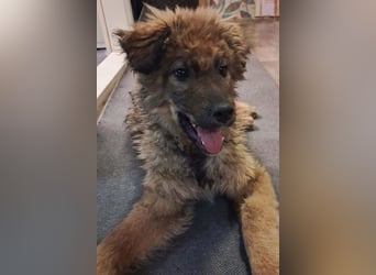 CEDRIC❤️Familienhund mit Kuschelgarantie