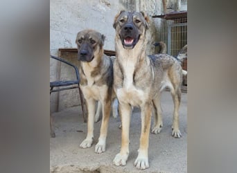 HSH-Mix LILY❤️sanfte, liebe Frohnatur sucht ein großes Zuhause