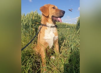 HSH-Mix-Lady ♥Suvi♥ wartet bereits in 63911 Klingenberg/Main