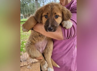 HSH-Mix-Lady ♥Suvi♥ wartet bereits in 63911 Klingenberg/Main