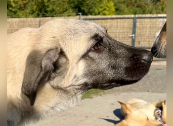 HSH-Mix LULU❤️ lebensfrohes Hundemädchen sucht dringend ein liebevolles Zuhause!