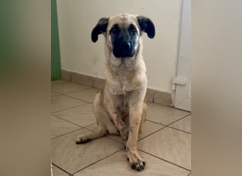 HSH-Mix LULU❤️ lebensfrohes Hundemädchen sucht dringend ein liebevolles Zuhause!