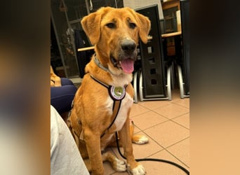 HSH-Mix-Lady ♥Suvi♥ wartet bereits in 63911 Klingenberg/Main