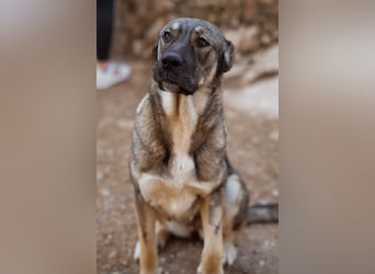 HSH-Mix LILY❤️sanfte, liebe Frohnatur sucht ein großes Zuhause