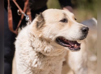 Jack ❤️ so menschenbezogen, verschmust und verträglich!