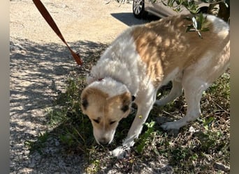 Jack ❤️ so menschenbezogen, verschmust und verträglich!