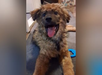 CEDRIC❤️Familienhund mit Kuschelgarantie