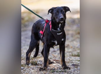 Liebste Dora ♥️ ein großer Fellschatz auf 4 Pfoten