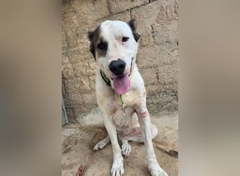 HSH-Mix ♥ Nelica ♥ großer Schatz auf 4 Pfoten