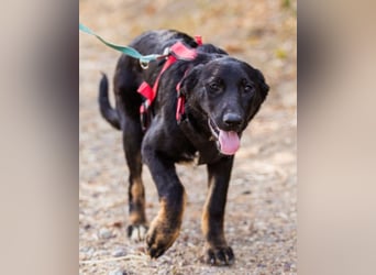 Liebste Dora ♥️ ein großer Fellschatz auf 4 Pfoten