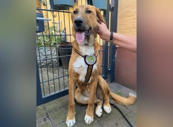 HSH-Mix-Lady ♥Suvi♥ wartet bereits in 63911 Klingenberg/Main