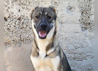 HSH-Mix LOTTIE❤️eine wahre Frohnatur und treue Begleiterin