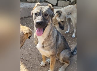 HSH-Mix LILY❤️sanfte, liebe Frohnatur sucht ein großes Zuhause