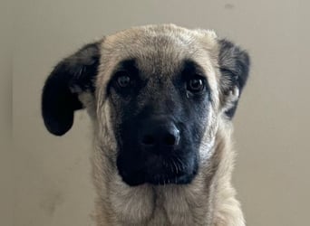 HSH-Mix LULU❤️ lebensfrohes Hundemädchen sucht dringend ein liebevolles Zuhause!
