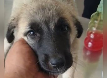 HSH-Mix LULU❤️ lebensfrohes Hundemädchen sucht dringend ein liebevolles Zuhause!