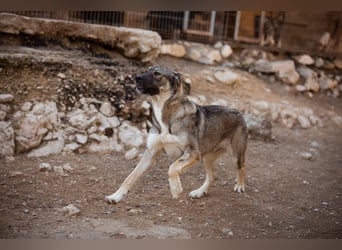 HSH-Mix LILY❤️sanfte, liebe Frohnatur sucht ein großes Zuhause
