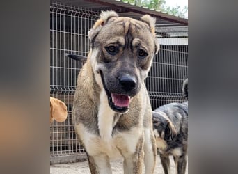 LOTTIE❤️HSH-Mix-Hündin: eine wahre Frohnatur und treue Begleiterin