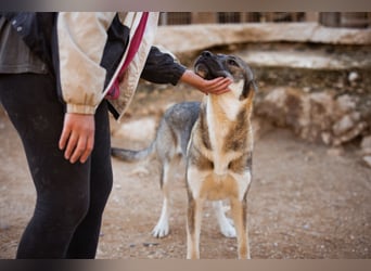 LOTTIE❤️HSH-Mix-Hündin: eine wahre Frohnatur und treue Begleiterin