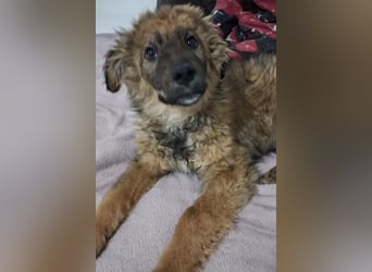 CEDRIC❤️Familienhund mit Kuschelgarantie