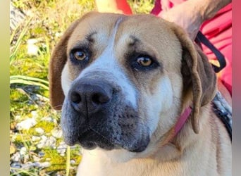 Notfellhündin Honey sucht dringend ihre PS/ES