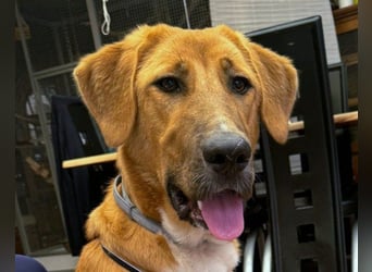 HSH-Mix-Lady ♥Suvi♥ wartet bereits in 63911 Klingenberg/Main