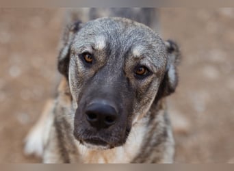 HSH-Mix LILY❤️sanfte, liebe Frohnatur sucht ein großes Zuhause