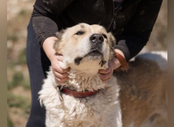 Jack ❤️ so menschenbezogen, verschmust und verträglich!