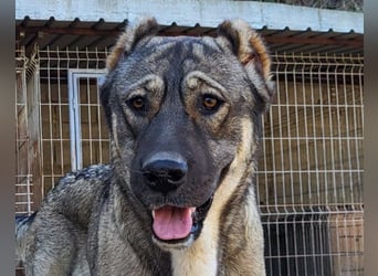 HSH-Mix LILY❤️sanfte, liebe Frohnatur sucht ein großes Zuhause