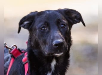 Liebste Dora ♥️ ein großer Fellschatz auf 4 Pfoten