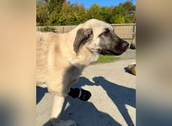 HSH-Mix LULU❤️ lebensfrohes Hundemädchen sucht dringend ein liebevolles Zuhause!