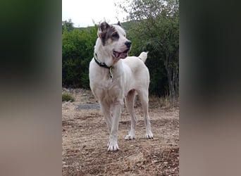 HSH-Mix ♥ Nelica ♥ großer Schatz auf 4 Pfoten