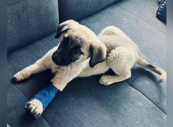 HSH-Mix LULU❤️ lebensfrohes Hundemädchen sucht dringend ein liebevolles Zuhause!