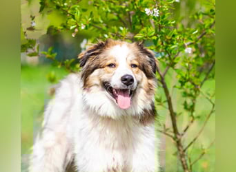 Kuschelbär Mischa sucht seine Menschen